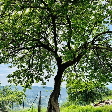 La Riggiola Bed & Breakfast *